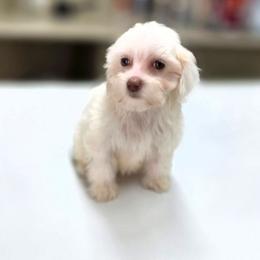Sweater - Buff and white female Cockapoo puppy in West Point, Mississippi from Golden Paws