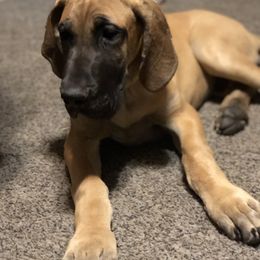 Great Dane and Miniature Schnauzer Puppies from River Valley Great Danes