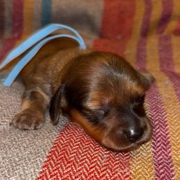 Roman - Red male Dachshund puppy in Clarksdale, Mississippi from Bo Didley's Doxies