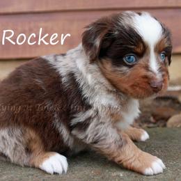 Rocker - Red merle male Miniature American Shepherd puppy in Godley, Texas from Flying H Toy and Mini Aussies