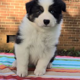 Tater tot - Black tri-color male Australian Shepherd puppy in Bumpass, Virginia from Glitterati Australian Shepherds