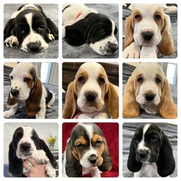 Basset Hound Puppies from Bear’s Bassets