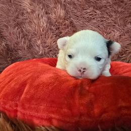 Chevy - Black and white male Chihuahua puppy in Amity, Pennsylvania from Baxters Chihuahuas