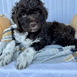 Lagotto Romagnolo Puppies from Agapē Lagotto Romagnolo