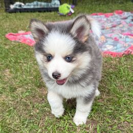 Peony - Blue female Pomsky puppy in Scandinavia, Wisconsin from Bonnie’s Little Fluffys