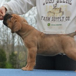 Cane Corso Puppies from Worldwide Cane Corso