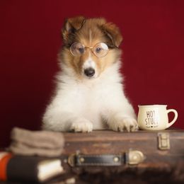 Gucci - Sable and white male Collie puppy in Huffville, Virginia from Blackberry Hills Cattle dogs and Collies