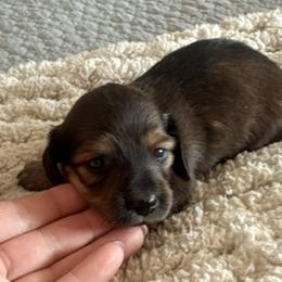 Maddie - Red female Dachshund puppy in Chelsea, Oklahoma from Elite Puppies of Oklahoma, LLC