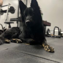 Diesel - German Shepherd