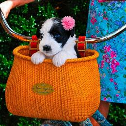 Lily - Parti female Miniature Schnauzer puppy in Winter Haven, Florida from The Blue Eyed Schnauzer