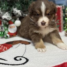 Ariat - Red tri female Miniature Australian Shepherd puppy in Signal Mountain, Tennessee from D & D Miniature and Toy Australian Sheppards