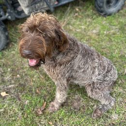 Maggie - Wirehaired Pointing Griffon