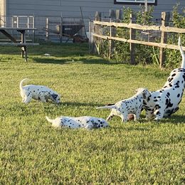 Dalmatian Puppies from Alofa Dalmatians