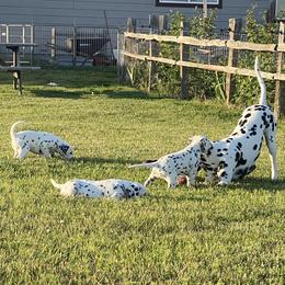 Dalmatian Puppies from Alofa Dalmatians