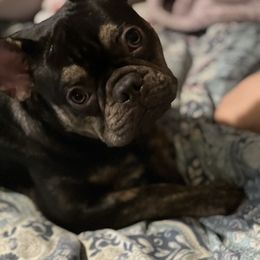 American Pit Bull Terrier, French Bulldog, Miniature Schnauzer, and Olde English Bulldogge All Grown Up from MAMA PAWS LLC