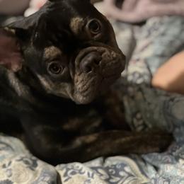 American Pit Bull Terrier, French Bulldog, Miniature Schnauzer, and Olde English Bulldogge All Grown Up from MAMA PAWS LLC