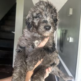 Espresso - Blue merle male Aussiedoodle puppy in High Point, North Carolina from Kingsfield Doodles