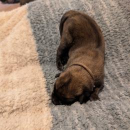 Brown collar male - Mahogany male Belgian Malinois puppy in Paynes Corner, Virginia from Von-Zito Belgian Malinois