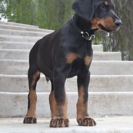 Doberman Pinscher Puppies from Obsidian Kennels