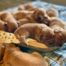 Boy 6 - Dark golden male Golden Retriever puppy in Buffalo, Missouri from Thrasher Family Puppies
