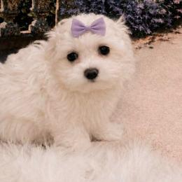 Teacup Bubbles - White female Maltese puppy in North Myrtle Beach, South Carolina from Perfect Puppies