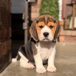 Honeybee - Black tan and white female Beagle puppy in Mansfield, Missouri from Rippee Creek Kennel