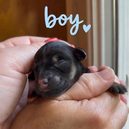 Max - Black and silver male Miniature Schnauzer puppy in Hull, Georgia from Ardent Miniature Schnauzers of Athens
