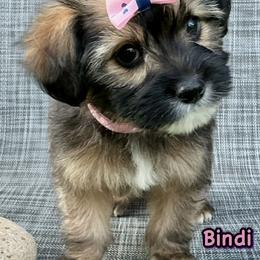 Bindi - Black and tan female Companion Cross puppy in Mankato, Minnesota from Tiny and Treasured