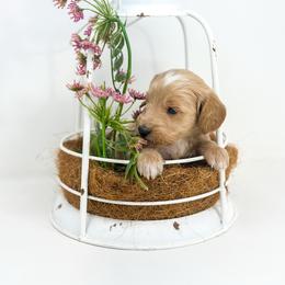 REBEL - Apricot male Goldendoodle puppy in Davison, Michigan from Dreaming Doodles