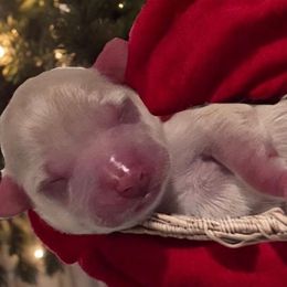 Girl 4 red - Wheaten female Miniature Schnauzer puppy in Sacramento, California from T & A Cali Schnauzer