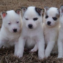 Pomsky and Siberian Husky Puppies from Hudson’s Huskies & Pomskies