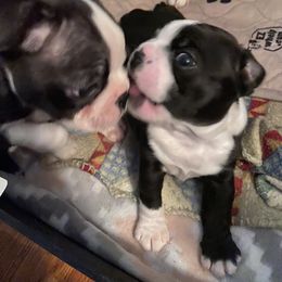 Boston Terrier Puppies from Angie's Little Bostons