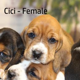 Basset Hound Puppies from Welcome Home Bassets