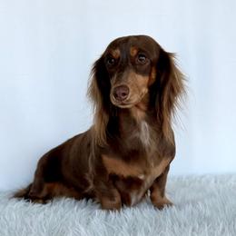 Ivy - Dachshund
