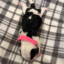 Pink Collar - Black white and tan female Beagle puppy in Princeton, Minnesota from Thor’s Beagles & Maha’s Staffy