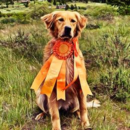 Gracie - Golden Retriever