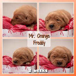 Freddy - Dark golden male Golden Retriever puppy in Driggs, Idaho from SK Golden Retrievers