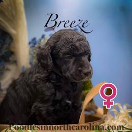 Breeze - Silver female Poodle puppy in Greenville, North Carolina from Grace Poodles