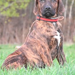 Ruby - Catahoula Leopard Dog puppy in Potsdam, New York from Spot On Catahoula Leopard Dogs
