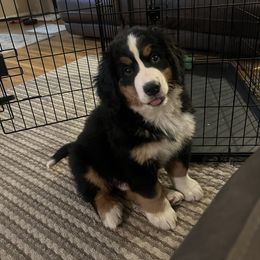 Bernese Mountain Dog Puppies from Bastian Mountain Dogs