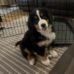 Bernese Mountain Dog Puppies from Bastian Mountain Dogs