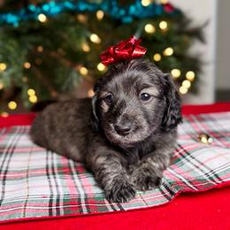 Blitzen - Brindle female Dachshund puppy in Kingman, Arizona from Diddle Bros Dachshunds