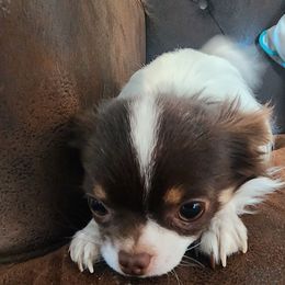 Killian - Chihuahua