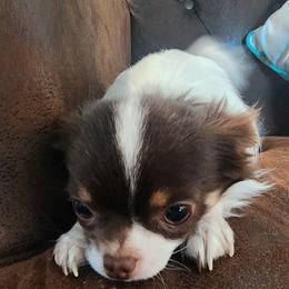 Killian - Chihuahua