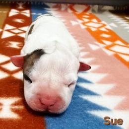Sue - Red female American Staffordshire Terrier puppy in Clintwood, Virginia from SkyBlue Kennel