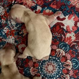 Joy boy 1 - Silver male Cocker Spaniel puppy in Haines City, Florida from Camic Cockapoos