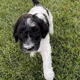 Australian Labradoodle Puppies from Lokal Labradoodles
