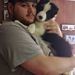 Border Collie Puppies from HarborMist
