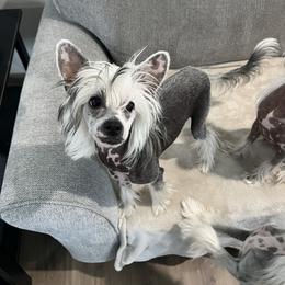 Daphne - Slate female Chinese Crested puppy in Springfield, Oregon from Rose’s Chinese Cresteds