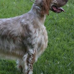 English Setters from Dakotah English Setters